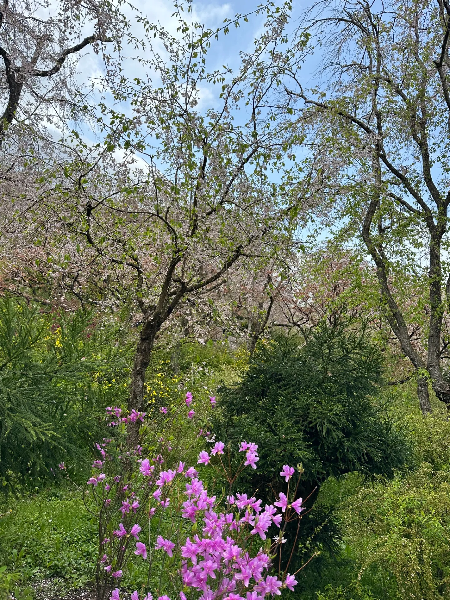 京都にお花見に行ってきました